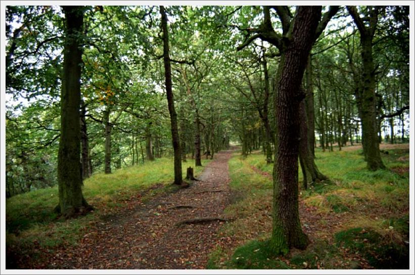 001-WoodlandPath-Mill-Lane