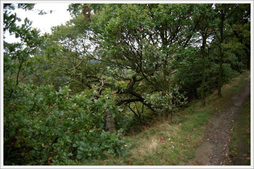 002-WoodlandPath-Mill-Lane