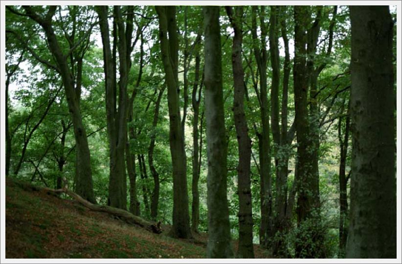 004-WoodlandPath-Mill-Lane