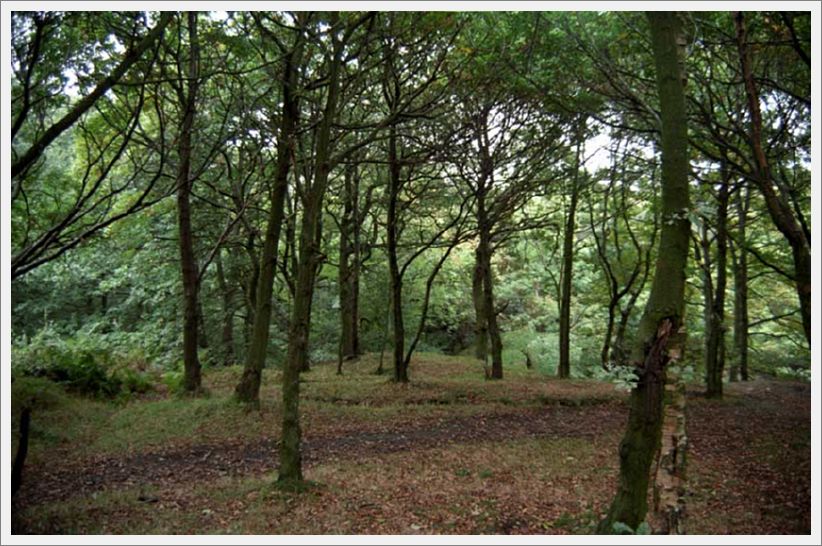 006-WoodlandPath-Mill-Lane
