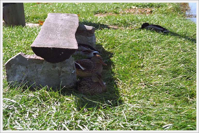 Image013
