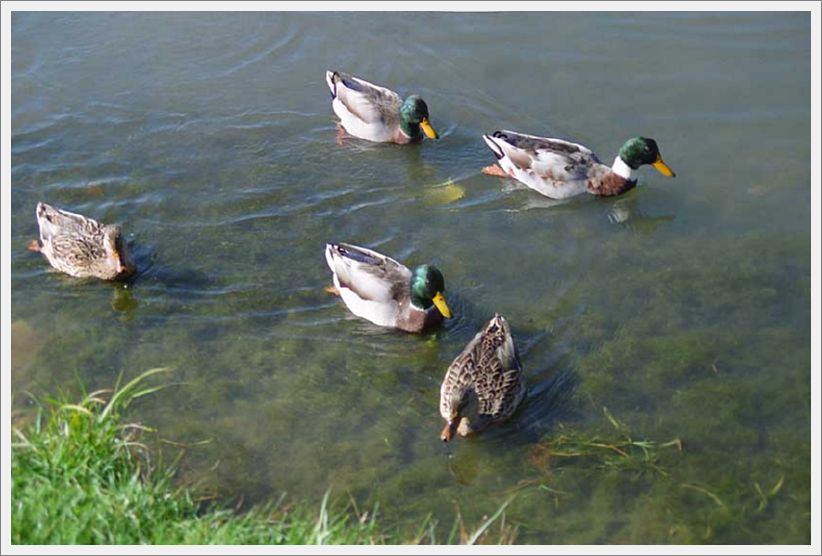 Image039